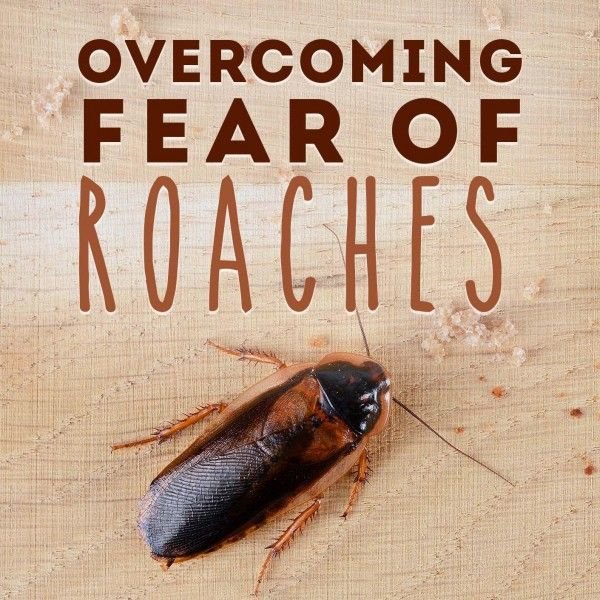 Get Over Fear Of Roaches Hypnosis
